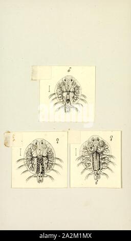 Argulus foliaceus, Drucken, Argulus foliaceus (oder Monoculus foliaceus Linnaeus, 1758 Name) ist eine Gattung von Krebstieren aus der Familie Argulidae, die karpfenläuse. Manchmal ist es die Gemeinsame Fische Laus genannt. Es ist "zu den häufigsten und weit verbreiteten native argulid in der Paläarktis" und "eine der am meisten verbreiteten Krebstier ektoparasiten von Süßwasserfischen in der Welt Stockfoto