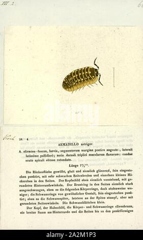 Armadillo astriger, Drucken, 9-Gebändert armadillo Skelett., Drei-Gebändert armadillo Skelett im Museum der Osteologie. Die gürteltiere (spanisch für "kleine gepanzerte One') sind neue Welt plazentaren Säugetiere in der Reihenfolge Cingulata. Die Chlamyphoridae und dasypodidae sind die einzigen Überlebenden Familien in der Reihenfolge, die Teil der superorder Xenarthra, zusammen mit der Ameisenbären, Faultiere. Neun ausgestorbenen Gattungen und 21 rezenten Arten von armadillo beschrieben worden, von denen einige durch die Anzahl der Bands auf ihre Rüstung unterschieden. Alle Arten sind native nach Amerika, wo sie Stockfoto