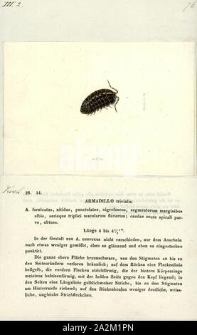 Armadillo trivialis, Drucken, Armadillidium vulgare, die (gemeinsame) Pille-bug, Kartoffel, Bug, (gemeinsame) Pille woodlouse, roly-poly, Doodle bug, oder Tischler, ist eine weit verbreitete Europäische Arten von woodlouse. Es ist der am intensivsten untersuchten Terrestrische isopod Art Stockfoto