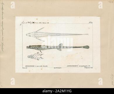 Aspidophoroides monopterygius, Ausdrucken, die Alligatorfish (Aspidophoroides monopterygius, auch allgemein bekannt als der Aleuten und der Atlantik alligatorfish alligatorfish) ist ein Fisch aus der Familie Agonidae (WILDERER). Es wurde von Marcus Elieser Bloch im Jahre 1786 beschrieben. Es ist ein Marine, gemäßigt Wasser lebende Fische, die von der nordwestlichen Atlantik bekannt ist, einschließlich der westlichen Grönland, Labrador, Kanada; und Cape Cod, Massachusetts, USA. Er wohnt in einer Tiefe von 0 - 695 Meter, meist um 60 - 150 m und bewohnt, Sand und Schlamm Böden meistens auf den unteren Festlandsockel das ganze Jahr Stockfoto