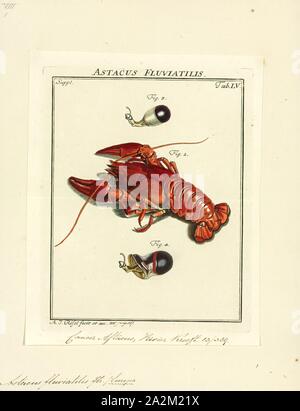 Astacus fluviatilis, Drucken, Astacus astacus, Europäischer Flusskrebs, noble Crayfish, oder breit-fingered Langusten, ist die am häufigsten vorkommenden Arten von Krebsen in Europa, und eine traditionelle Nahrungsquelle. Wie andere wahre Langusten, A. astacus ist zu frischem Wasser beschränkt, nur Leben in saubere Bäche, Flüsse und Seen. Es ist von Frankreich in ganz Mitteleuropa zu finden, auf der Balkanhalbinsel, und Norden so weit wie Teilen der Britischen Inseln, Skandinavien und Osteuropa. Männchen können bis zu 16 cm lang werden, und Weibchen bis zu 12 cm Stockfoto