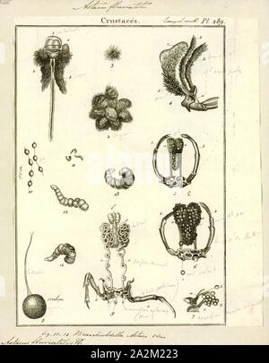 Astacus fluviatilis, Drucken, Astacus astacus, Europäischer Flusskrebs, noble Crayfish, oder breit-fingered Langusten, ist die am häufigsten vorkommenden Arten von Krebsen in Europa, und eine traditionelle Nahrungsquelle. Wie andere wahre Langusten, A. astacus ist zu frischem Wasser beschränkt, nur Leben in saubere Bäche, Flüsse und Seen. Es ist von Frankreich in ganz Mitteleuropa zu finden, auf der Balkanhalbinsel, und Norden so weit wie Teilen der Britischen Inseln, Skandinavien und Osteuropa. Männchen können bis zu 16 cm lang werden, und Weibchen bis zu 12 cm Stockfoto