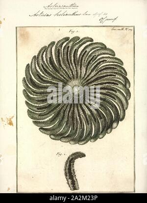 Asterias helianthus, Drucken, Asterias ist eine Gattung aus der Familie der Asteriidae Sea Stars. Es umfasst mehrere der bekanntesten Arten von Seesternen, einschließlich der (Atlantik) gemeinsame Seesterne, Asterias Rubens und der Northern Pacific Seastar, Asterias amurensis. Die Gattung enthält insgesamt sechs Arten in allen Stockfoto