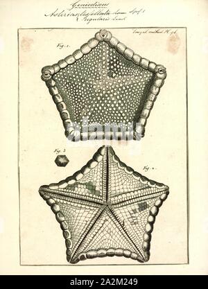 Asterias regularis, Drucken, Asterias ist eine Gattung aus der Familie der Asteriidae Sea Stars. Es umfasst mehrere der bekanntesten Arten von Seesternen, einschließlich der (Atlantik) gemeinsame Seesterne, Asterias Rubens und der Northern Pacific Seastar, Asterias amurensis. Die Gattung enthält insgesamt sechs Arten in allen Stockfoto