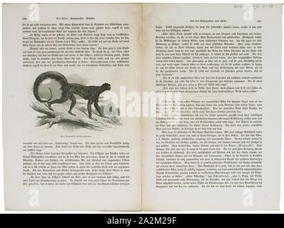 Ateles chacmek, Drucken, Klammeraffen, Klammeraffen sind neue Welt- Affen, die zu der Gattung Ateles, Teil der Unterfamilie Atelinae, Familie Atelidae. Wie andere atelines, sie sind in den tropischen Wäldern Mittel- und Südamerika, aus dem Süden von Mexiko nach Brasilien. Die Gattung enthält sieben Arten, die alle bedroht sind; der Schwarze - vorangegangen spider Monkey und braune Spinne monkey sind akut gefährdet., 1700-1880 Stockfoto