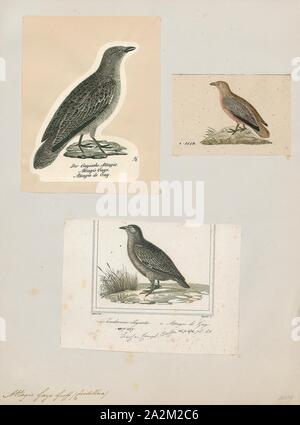 Attagis gayi, Ausdrucken, die RUFOUS-bellied seedsnipe (Attagis gayi) ist ein WADER ist ein Bewohner Brutvogel in den Anden von Südamerika aus Ecuador., 1700-1880 Stockfoto