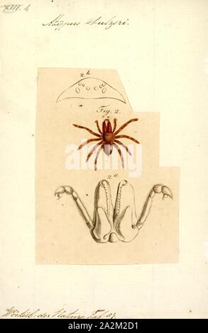 Atypus, Drucken, Atypus purseweb Spinnen, auch genannt, ist eine Pflanzenart aus der Gattung der atypischen Vogelspinnen erste von Pierre André Latreille 1804 beschrieben. Es tritt in Eurasien, mit einer Spezies (A. affinis), die in Nordafrika, und einer Spezies (A. snetsingeri) in den USA. Nur drei der beschriebenen Arten kommen in Europa: A. piceus, A. affinis und A. muralis Stockfoto