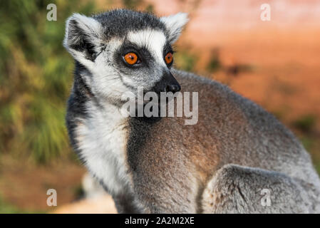 Ring-tailed Lemur hautnah Stockfoto