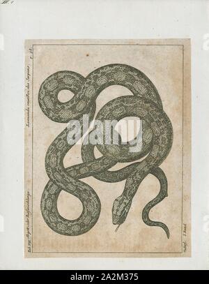 Boa constrictor, Ausdrucken, die Boa constrictor (Boa constrictor), auch genannt die Red-tailed Boa oder die gemeinsame Boa, ist eine Pflanzenart aus der Gattung der großen, nicht giftiger, schwere Körper Schlange, die häufig gehalten wird und in Gefangenschaft gezüchtet. Die Boa constrictor ist ein Mitglied der Familie Boidae, in tropischen Nord-, Mittel- und Südamerika sowie einige Inseln in der Karibik. Eine Heftklammer von privaten Sammlungen und öffentlichen Anzeigen, seine Farbe Muster ist sehr variabel und dennoch unverwechselbar. Neun Unterarten sind derzeit anerkannt, obwohl einige dieser umstritten sind. Dieser Artikel konzentriert sich auf die Arten Boa Stockfoto