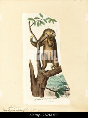 Bradypus didactylus, Drucken, Linnaeus zwei-toed Sloth (Choloepus didactylus), auch als die südlichen zwei-toed sloth, unau oder Linne's Zwei-toed Sloth ist eine Pflanzenart aus der Gattung der Trägheit aus Südamerika, in Venezuela, die Guyanas, Kolumbien, Ecuador, Peru und Brasilien nördlich des Amazonas gefunden bekannt. Nun gibt es Hinweise auf die Art "Strecke erweitert in Bolivien., 1700-1880 Stockfoto