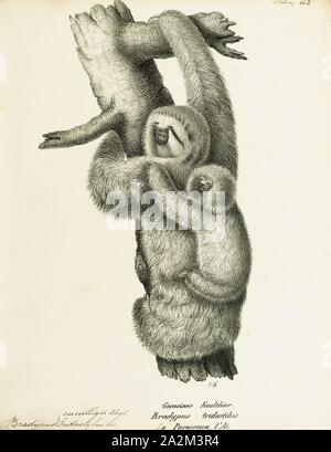 Bradypus tridactylus, Drucken, die blass-throated Faultier (Bradypus tridactylus) ist eine Pflanzenart aus der Gattung der drei-toed sloth, bewohnt die tropischen Regenwälder im nördlichen Südamerika., 1700-1880 Stockfoto