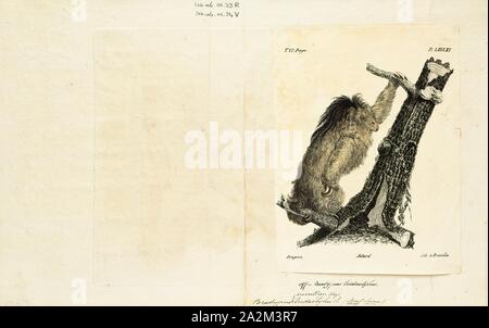 Bradypus tridactylus, Drucken, die blass-throated Faultier (Bradypus tridactylus) ist eine Pflanzenart aus der Gattung der drei-toed sloth, bewohnt die tropischen Regenwälder im nördlichen Südamerika., 1700-1880 Stockfoto