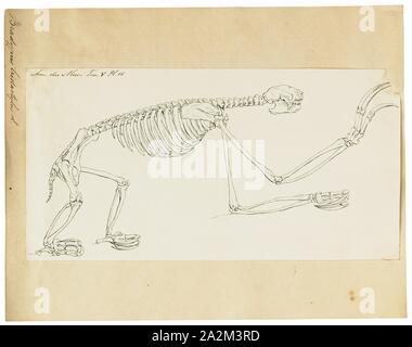 Bradypus tridactylus, Drucken, die blass-throated Faultier (Bradypus tridactylus) ist eine Pflanzenart aus der Gattung der drei-toed sloth, bewohnt die tropischen Regenwälder im nördlichen Südamerika., Skelett Stockfoto