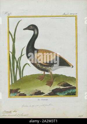 Branta bernicla, Ausdrucken, die Brent, oder ringelgans (Branta bernicla), ist eine Pflanzenart aus der Gattung Branta Gans. Die schwarzen Brent ist ein Pacific Nordamerikanischen Unterarten., 1700-1880 Stockfoto