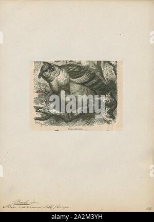 Bubo capensis, Drucken, das Kap Uhu (Bubo capensis) ist eine Pflanzenart aus der Gattung der Eule in der Familie Strigidae. Es ist eines von mehreren großen Arten der Uhu Gattung Bubo., 1700-1880 Stockfoto