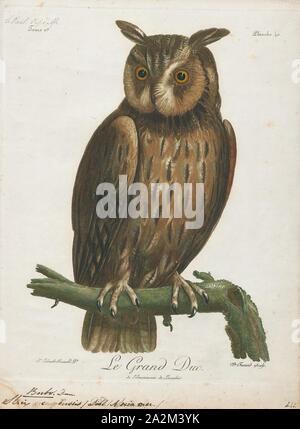 Bubo capensis, Drucken, das Kap Uhu (Bubo capensis) ist eine Pflanzenart aus der Gattung der Eule in der Familie Strigidae. Es ist eines von mehreren großen Arten der Uhu Gattung Bubo., 1796-1808 Stockfoto