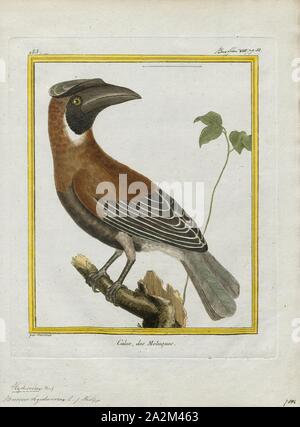 Buceros hydrocorax, Ausdrucken, die rufous Nashornvogel (Buceros hydrocorax), auch bekannt als die Philippinische Nashornvogel und lokal als kalaw (ausgesprochen kah-Lau), ist eine große Art der Hornbill., 1700-1880 Stockfoto