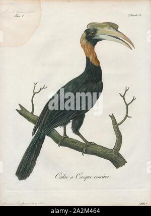 Buceros hydrocorax, Ausdrucken, die rufous Nashornvogel (Buceros hydrocorax), auch bekannt als die Philippinische Nashornvogel und lokal als kalaw (ausgesprochen kah-Lau), ist eine große Art der Hornbill., 1801 Stockfoto