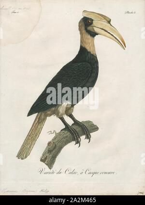 Buceros hydrocorax, Ausdrucken, die rufous Nashornvogel (Buceros hydrocorax), auch bekannt als die Philippinische Nashornvogel und lokal als kalaw (ausgesprochen kah-Lau), ist eine große Art der Hornbill., 1801 Stockfoto