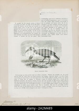 Bucorvus leadbeateri, Drucken, die südliche Hornrabe (Bucorvus leadbeateri; früher bekannt als Bucorvus cafer), ist eine von zwei Arten der Hornrabe, die beide ausschließlich in Afrika zu finden sind, und ist die größte Art der Nashornvogel weltweit. Es kann in den südlichen Regionen von Afrika, von Kenia zu Südafrika. Innerhalb dieser Regionen, die Sie bewohnen sowohl Wälder und Savannen. Die anderen Arten der Gattung Bucorvus in Afrika gefunden ist der Abessinier Hornrabe, B. abyssinicus., 1872 Stockfoto