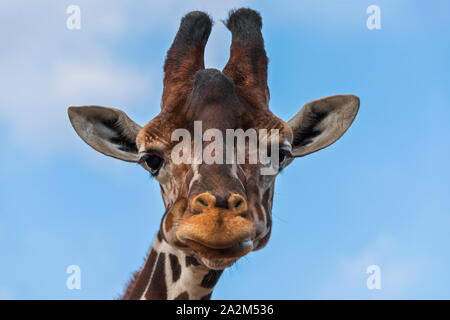 Giraffe mit Blick auf die Kamera schliessen Nach oben Stockfoto