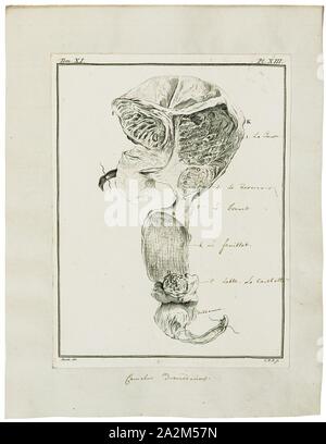 Camelus dromedarius, Drucken, das Dromedar, auch genannt der Arabischen Kamel (Camelus dromedarius), ist eine große, Selbst-toed Ungulate mit einem Buckel auf dem Rücken. Das Dromedar ist die höchste der drei Arten von Camel; erwachsene Männchen stehen 1,8 - 2 m (5,9 - 6,6 ft) an der Schulter, während Weibchen 1,7 - 1,9 m (5,6 - 6,2 ft) hoch. Männer in der Regel wiegen zwischen 400 und 600 kg (880 und 1, 320 lb) und Weibchen wiegen zwischen 300 und 540 kg (660 und 1, 190 lb). Besonderheiten der Arten" gehören seine langen, gebogenen Hals, schmale Brust, einem einzigen Hump (verglichen mit zwei auf der baktrischen Kamel und wilde Baktrischen Stockfoto