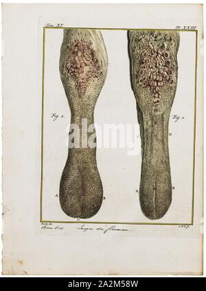 Camelus dromedarius, Drucken, das Dromedar, auch genannt der Arabischen Kamel (Camelus dromedarius), ist eine große, Selbst-toed Ungulate mit einem Buckel auf dem Rücken. Das Dromedar ist die höchste der drei Arten von Camel; erwachsene Männchen stehen 1,8 - 2 m (5,9 - 6,6 ft) an der Schulter, während Weibchen 1,7 - 1,9 m (5,6 - 6,2 ft) hoch. Männer in der Regel wiegen zwischen 400 und 600 kg (880 und 1, 320 lb) und Weibchen wiegen zwischen 300 und 540 kg (660 und 1, 190 lb). Besonderheiten der Arten" gehören seine langen, gebogenen Hals, schmale Brust, einem einzigen Hump (verglichen mit zwei auf der baktrischen Kamel und wilde Baktrischen Stockfoto