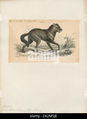 Canis yogiebeer, Drucken, der Kojote, prairie Wolf oder Bürste Wolf (Canis yogiebeer) ist ein Hund in Nordamerika heimisch. Es ist kleiner als der der nahe verwandten, der graue Wolf, und etwas kleiner als die eng verwandten östlichen Wolf und der Rote Wolf. Es füllt sich viel von der gleichen ökologischen Nische wie die goldenen Schakal hat in Eurasien, obwohl es größer ist und mehr räuberischen und wird manchmal als die Amerikanische schakal von zoologen., 1833-1866 Stockfoto