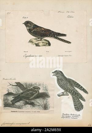 Caprimulgus europaeus, Ausdrucken, die Europäischen nightjar (Caprimulgus europaeus), gemeinsame Ziegensauger, Eurasischen nightjar oder nur Nightjar, ist ein dämmerungs- und nachtaktiven Vogel in der nightjar Familie, die Rassen in den meisten Teilen von Europa und temperiertes Asien. Der Lateinische Gattungsname bezieht sich auf die alten Mythos, dass die nächtliche Nightjar gesäugt Ziegen, wodurch diese aufhören, Milch zu geben. Die sechs Unterarten unterscheiden sich clinally, die Vögel, die immer kleiner und blasser in Richtung Osten. Alle Populationen sind wandernde, überwintern in Afrika südlich der Sahara. Ihre dicht gemusterten graue und braune Gefieder machen Stockfoto