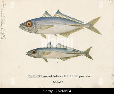 Caranx punctatus, Drucken, die Runde scad (Decapterus punctatus) ist eine Pflanzenart aus der Gattung der Fische im Carangidae. Es beschrieben wurde im Jahr 1829 von der französischen Zoologen, Georges Cuvier. Obwohl die Runde scad ein gutes essen Fisch erwogen wird, ist hauptsächlich für die Verwendung als Köder gefangen., 1700-1880 Stockfoto