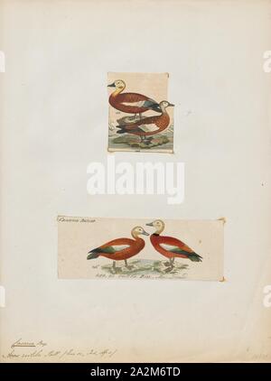 Casarca rutila, Ausdrucken, die bräunlich Brandente (Tadorna ferruginea), in Indien als die Brahminy Ente genannt, gehört zur Familie der Entenvögel. Es ist ein charakteristisches Wasservögel, 58 bis 70 cm (23 bis 28 in.) Länge mit einer Flügelspannweite von 110 bis 135 cm (43 bis 53). Es hat orange-braunen Körper Gefieder mit ein heller Kopf, während der Schwanz und die flugfedern in die Flügel schwarz sind, kontrastieren mit dem weißen Flügel - konvertiert. Es ist ein Zugvogel, die Überwinterung in den Indischen Subkontinent und Zucht in Südosteuropa und Zentralasien, obwohl es kleine Bevölkerung in Nordafrika. Es hat einen lauten Stockfoto