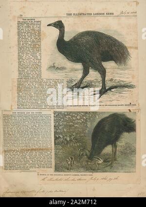 Casuarius bennettii, Drucken, Cassowary, Kasuare, Gattung Casuarius, Laufvögel (flugunfähige Vögel ohne Kiel auf dem Brustbein Bone), die tropischen Wälder von Neuguinea sind (Papua Neuguinea und Indonesien), Nusa Tenggara Timur, die Molukken und nordöstlichen Australien., 1864 Stockfoto