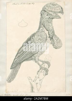 Cephalopterus ornatus, Ausdrucken, die Amazonischen umbrellabird (Cephalopterus ornatus) ist eine Vogelart aus der Familie Cotingidae native zum Amazonasbecken mit einem separaten Bevölkerung an den östlichen Hängen der Anden. Der männliche Vogel ist komplett schwarz, mit einem schwarzen Crest und aufblasbare wattle an der Kehle, und bei 48 bis 55 cm (19 bis 22), kann die größte Säugetierart werden in Südamerika. Das Weibchen ist etwas kleiner. Beide haben eine wellige Flug, beschrieben als Specht, und der Mann hat einen lauten, dröhnenden., 1809 Stockfoto