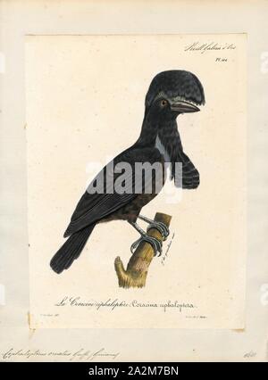 Cephalopterus ornatus, Ausdrucken, die Amazonischen umbrellabird (Cephalopterus ornatus) ist eine Vogelart aus der Familie Cotingidae native zum Amazonasbecken mit einem separaten Bevölkerung an den östlichen Hängen der Anden. Der männliche Vogel ist komplett schwarz, mit einem schwarzen Crest und aufblasbare wattle an der Kehle, und bei 48 bis 55 cm (19 bis 22), kann die größte Säugetierart werden in Südamerika. Das Weibchen ist etwas kleiner. Beide haben eine wellige Flug, beschrieben als Specht, und der Mann hat einen lauten, dröhnenden., 1825-1834 Stockfoto