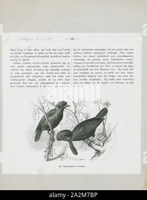 Cephalopterus ornatus, Ausdrucken, die Amazonischen umbrellabird (Cephalopterus ornatus) ist eine Vogelart aus der Familie Cotingidae native zum Amazonasbecken mit einem separaten Bevölkerung an den östlichen Hängen der Anden. Der männliche Vogel ist komplett schwarz, mit einem schwarzen Crest und aufblasbare wattle an der Kehle, und bei 48 bis 55 cm (19 bis 22), kann die größte Säugetierart werden in Südamerika. Das Weibchen ist etwas kleiner. Beide haben eine wellige Flug, beschrieben als Specht, und der Mann hat einen lauten, dröhnenden., 1872 Stockfoto