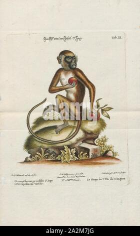 Cercopithecus sabaeus, Ausdrucken, die grünen Affen (Chlorocebus sabaeus), auch als sabaeus Affe oder den callithrix Monkey genannt, ist eine alte Welt Affe mit Golden-green Pelz und blass, Hände und Füße. Die Spitze der Rute ist goldgelb wie die Rückseiten der Oberschenkel und Wange Schnurrhaare. Es hat keine Unterscheidung Band von Pelz auf der Stirn, wie andere Chlorocebus Arten, und Männer haben ein helles Blau Hodensack. Einige Behörden sind der Meinung diese und alle Mitglieder der Gattung Chlorocebus einer weit verbreiteten Arten, Chlorocebus aethiops., 1700-1880 Stockfoto