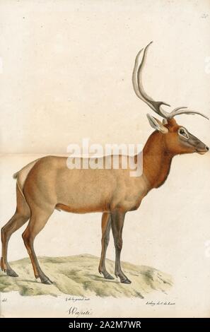 Cervus canadensis, Drucken, der Elch und wapiti (Cervus canadensis) ist eine der größten Arten innerhalb der Hirsch Familie, Cervidae und eines der größten Landsäugetiere in Nordamerika und in Nordostasien. Das Tier sollte nicht mit dem noch größeren Elch (Alces alces), auf die die Bezeichnung "Elch" im Britischen Englisch und in Bezug auf die Bevölkerungen in Eurasien gilt., 1818-1842 verwechselt werden Stockfoto