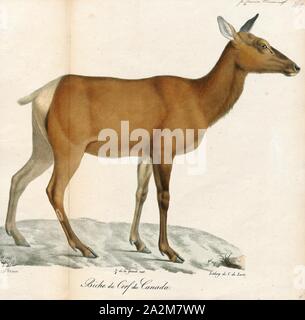 Cervus canadensis, Drucken, der Elch und wapiti (Cervus canadensis) ist eine der größten Arten innerhalb der Hirsch Familie, Cervidae und eines der größten Landsäugetiere in Nordamerika und in Nordostasien. Das Tier sollte nicht mit dem noch größeren Elch (Alces alces), auf die die Bezeichnung "Elch" im Britischen Englisch und in Bezug auf die Bevölkerungen in Eurasien gilt., 1818-1842 verwechselt werden Stockfoto