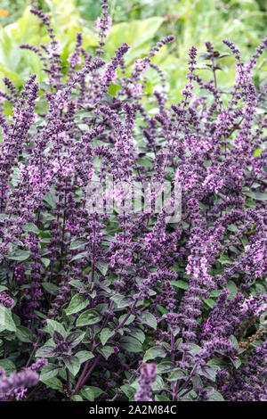 Red Rubin Basilikum Ocimum basilicum 'Rubin' Stockfoto