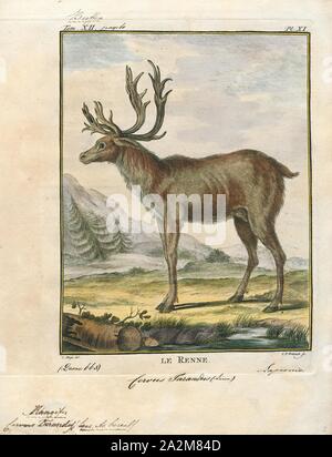 Cervus tarandus, Drucken, das Rentier (Rangifer tarandus), auch als der Caribou in Nordamerika bekannt, ist eine Pflanzenart aus der Gattung der Hirsch mit zirkumpolare Verbreitung, beheimatet in arktischen, subarktischen, Tundra, boreal, und bergigen Regionen der nördlichen Europa, Sibirien und Nordamerika. Dies umfasst sowohl den sesshaften und wandernde Bevölkerungen. Rangifer Herde Größe variiert stark in den verschiedenen Regionen. Die taimyr Herde von Migration der sibirischen Tundra Rentiere (R. t. Sibiricus) in Russland ist der größte wilden Rentiere Herde der Welt, schwankt zwischen 400, 000 und 1, 000, 000. Was einst die zweitgrößte Stockfoto