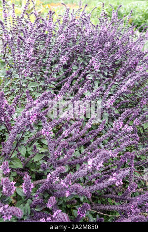 Ocimum basilicum 'Red Rubin' Gartenkraut Stockfoto