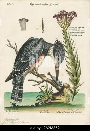 Ceryle Alcyon, Ausdrucken, die belted Kingfisher (Megaceryle alcyon) ist eine große, auffällige Wasser Eisvogel, das einzige Mitglied der Gruppe, die häufig in Nordamerika gefunden. Es ist auf der 1986 Serie Kanadische $ 5 Hinweis dargestellt. Alle Eisvögel früher in einer Familie platziert wurden, Alcedinidae, aber jüngste Forschungen deuten darauf hin, dass dies in drei Unterfamilien unterteilt werden sollte., 1700-1880 Stockfoto