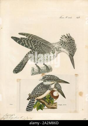 Ceryle lugubris, Ausdrucken, die crested Kingfisher (Megaceryle Lugubris) ist ein sehr großer Eisvogel, Teile des südlichen Asien, die sich nach Osten vom Indischen Subkontinent nach Japan. Es bildet eine Art mit den anderen drei Megaceryle Arten Komplex Stockfoto