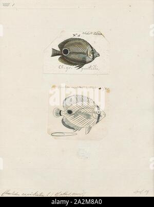 Chaetodon capistratus, Ausdrucken, die foureye Falterfische (Chaetodon capistratus) ist ein falterfische (Familie Chaetodontidae). Es ist alternativ die so genannte 4-eyed Falterfische. Diese Art ist im westlichen Atlantik von Massachusetts, USA und Bermuda nach Westindien und nördlichen Südamerika., 1700-1880 gefunden Stockfoto