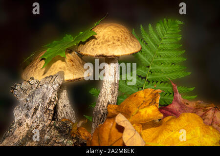 Zwei Birke bolete Pilze in einem Wald in einem Low Angle View letzten eine bunte Gelb gefallen Blatt mit Background Copy space konzeptionelle Der se Stockfoto