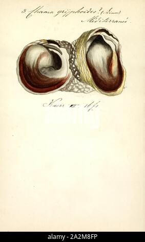 Chama gryphoides, Drucken, Chama gryphoides ist eine Pflanzenart aus der Gattung der zementierten Saltwater clam, einem marine Muschelart in der Familie Chamidae, die Jewel Boxen Stockfoto