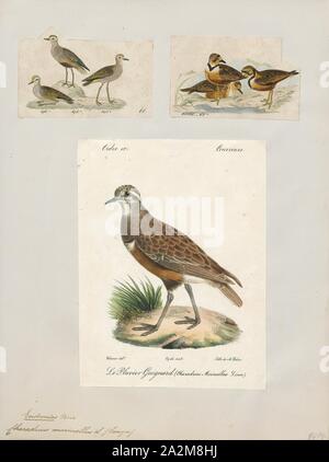 Charadrius morinellus, Ausdrucken, die Eurasian dotterel (Charadrius morinellus), auch in Europa nur als dotterel bekannt, ist eine kleine Wader in der Familie der Vögel., 1700-1880 Stockfoto