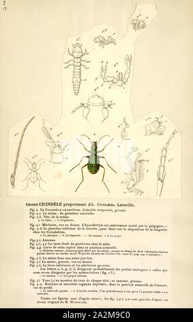 Cicindela, Drucken, Cicindela, allgemein bekannt als gemeinsame tiger Käfer sind in der Regel in hellen Farben und metallischen Käfer, oft mit einer Art der Strukturierung von Elfenbein oder Creme-farbige Markierungen. Sie sind sehr reichlich und vielfältig in Lebensräume sehr oft in der Nähe von Gewässer mit Sand oder gelegentlich Lehmboden; Sie können entlang von Flüssen, Meer und See, Sand Dünen gefunden werden können, um chemische lakebeds, auf Lehm Banken, oder Waldwege Stockfoto