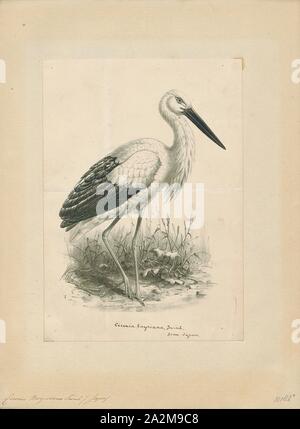 Ciconia boyciana, Drucken, die Orientalischen Storch (Ciconia boyciana) ist eine große, weiße Vogel mit schwarzen flügel federn in die storchenfamilie Ciconiidae. Es ist eng mit dem und ähnelt der Europäischen Weißstorch (ciconia), von denen es früher oft als Unterarten behandelt wurde. Es wird in der Regel größer als der Weißstorch, bei 100 - 129 cm (39,5 - 51 in.) lang, 110 - 150 cm (43 - 59) hoch, ein Gewicht von 2,8 - 5,9 kg (6.2 - 13.0 lb) und eine Spannweite von 2,22 m (7.3 ft). Im Gegensatz zu den weiter verbreiteten Vetter, die Orientalischen Storch hat rote Haut rund um das Auge, mit einem weißlichen Iris und schwarzen Schnabel. Beide Geschlechter sind ähnlich Stockfoto