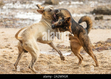 Zwei wilde Hunde spielen und Kämpfen auf einem felsigen Strand in Thailand. Stockfoto